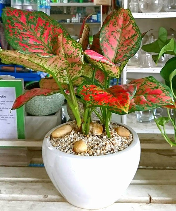 Cây thịnh vượng để bàn hợp phong thủy mang lại may mắn