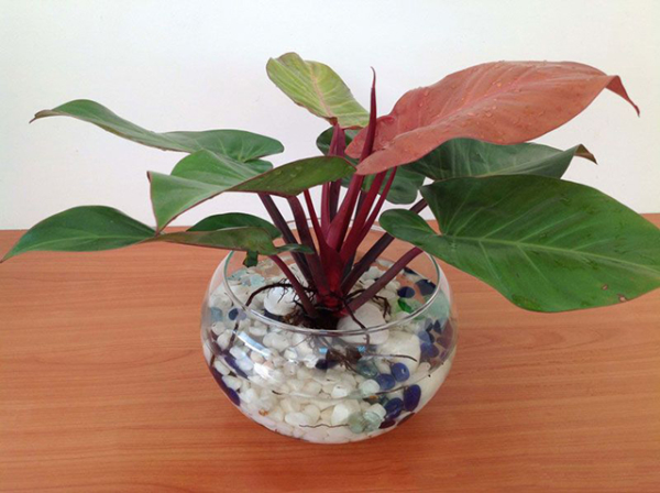 TOP 6 đồ vật để trên bàn làm việc phong thủy HÚT tài lộc