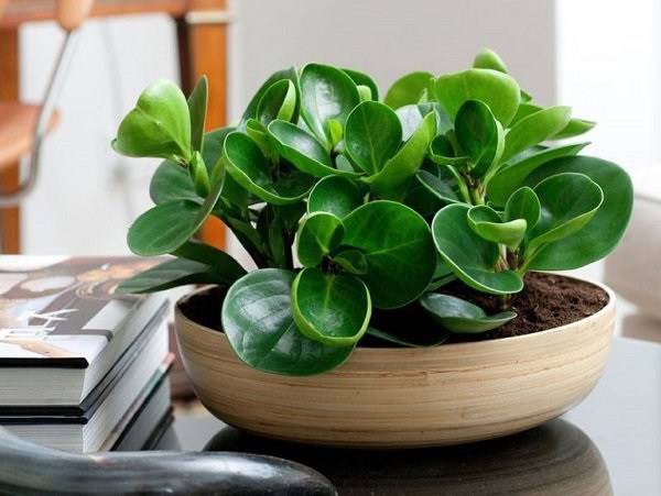 Một số lưu ý giúp chọn cây để bàn giám đốc phù hợp Một số lưu ý giúp chọn cây để bàn giám đốc phù hợp