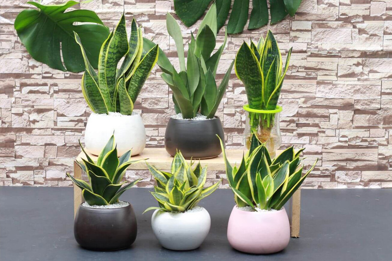 5 loại cây để bàn họp “hút” tài lộc